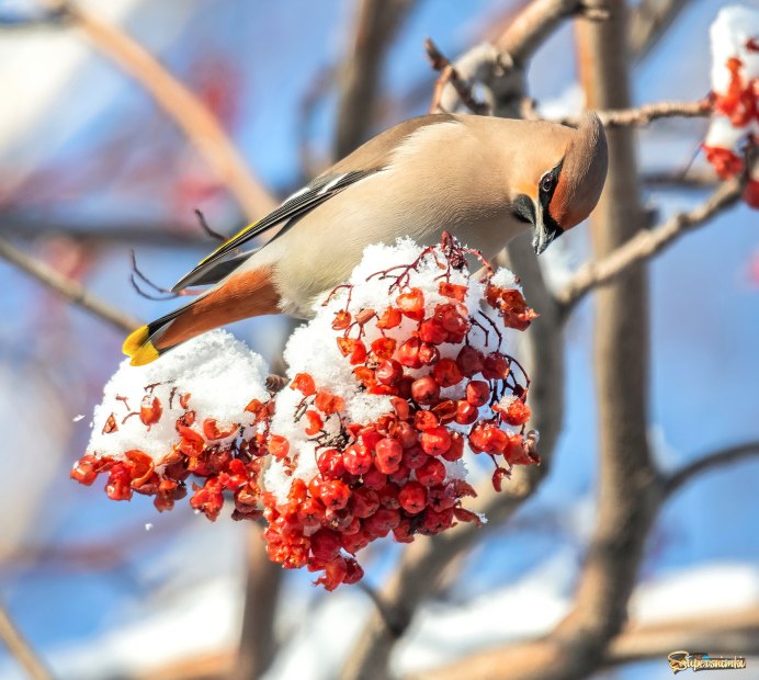 Свиристели на рябине