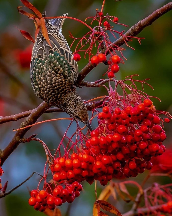 Рябинник сумахолистный