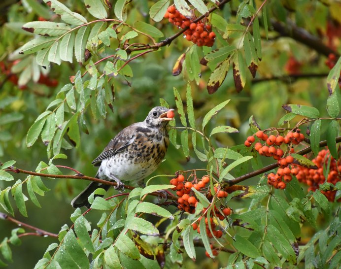 Свиристель с ягодой