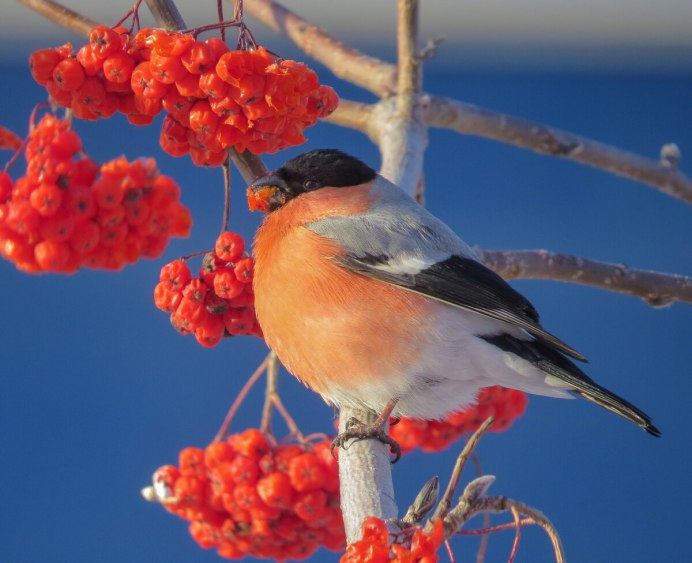 Дрозд-рябинник (turdus pilaris)