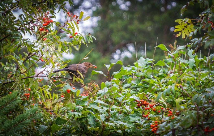 Дрозд деряба рябинник
