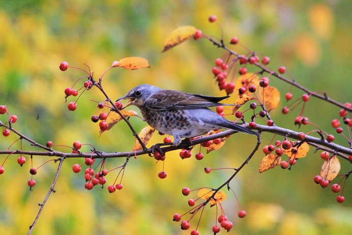 Свиристели на рябине