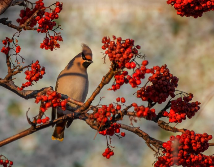 Свиристель на рябине
