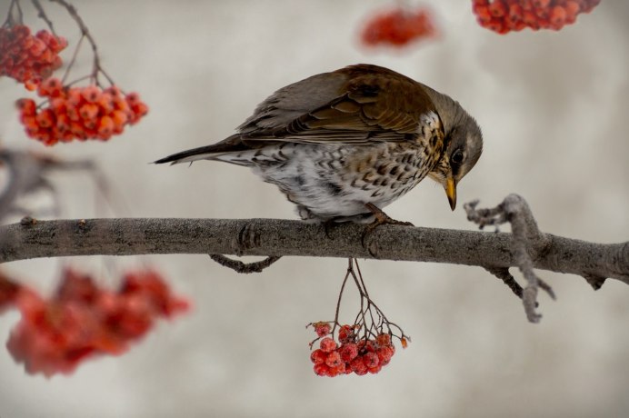 Стая свиристелей на рябине