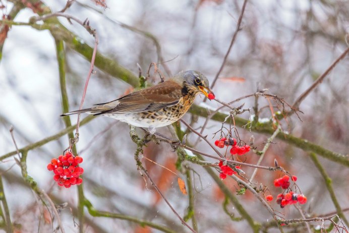 Снегирь, свиристель, Дрозд рябинник