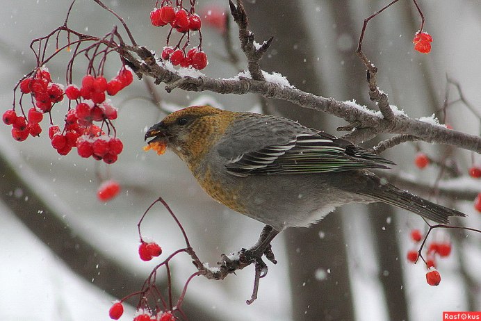 Дрозд рябинник