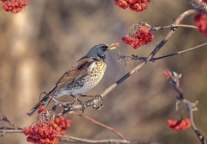 Дрозд рябинник