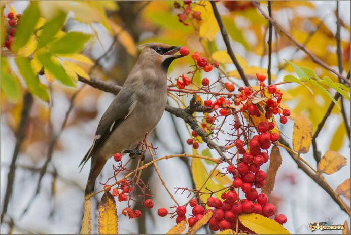 Клест рябинник