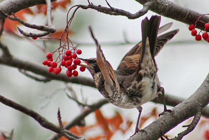 Дрозд-рябинник (turdus pilaris)
