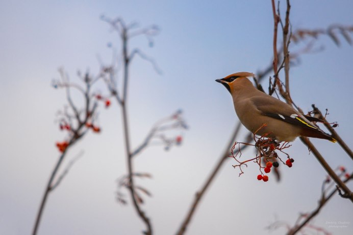 Дрозды на Камчатке