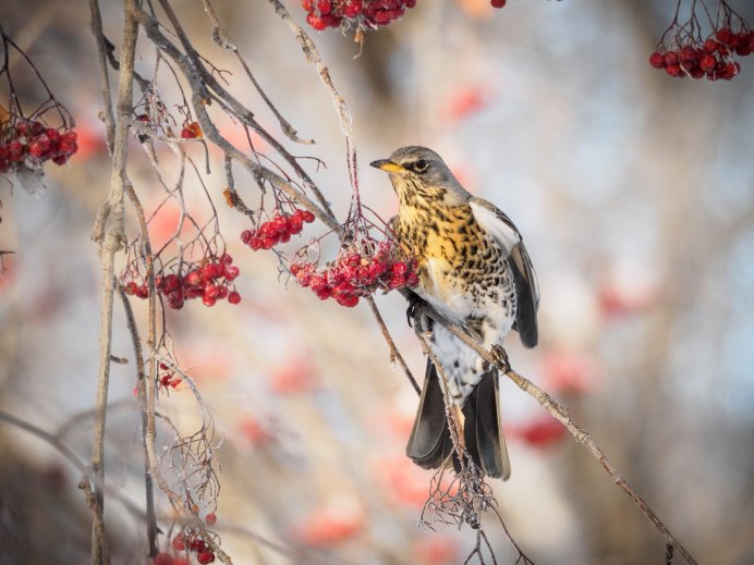 Птица в листве