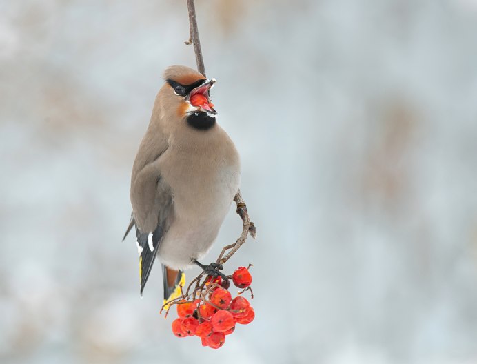 Снегирь желтый