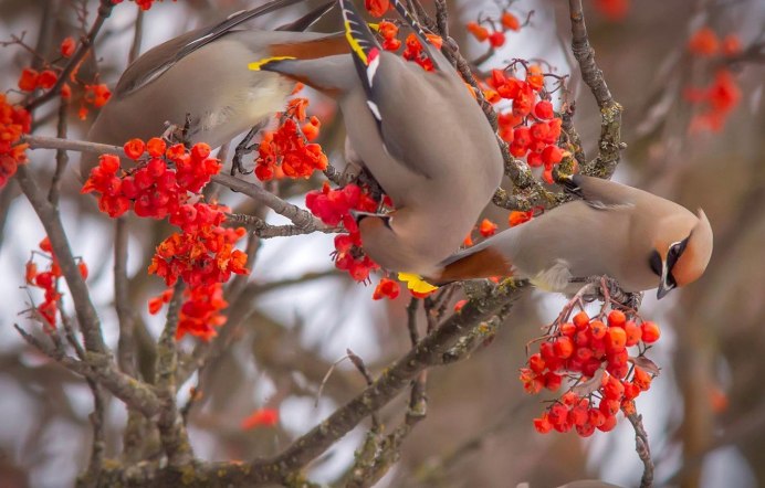 Картинки осень природа птицы ягоды урожай