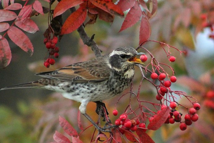 Свиристель ест рябину