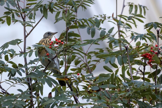 Уральский Снегирь