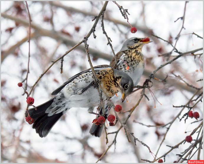Птичка на ветке с ягодами