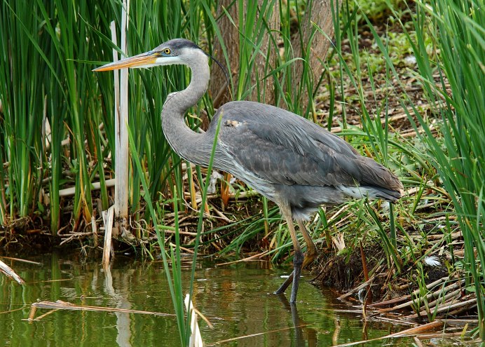 Heron "Heron"