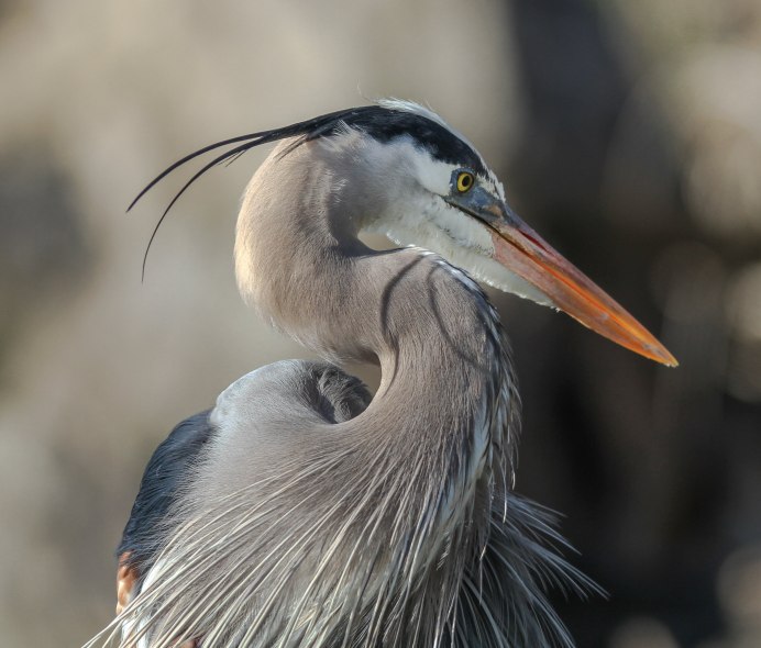 Серая цапля (Ardea cinerea)