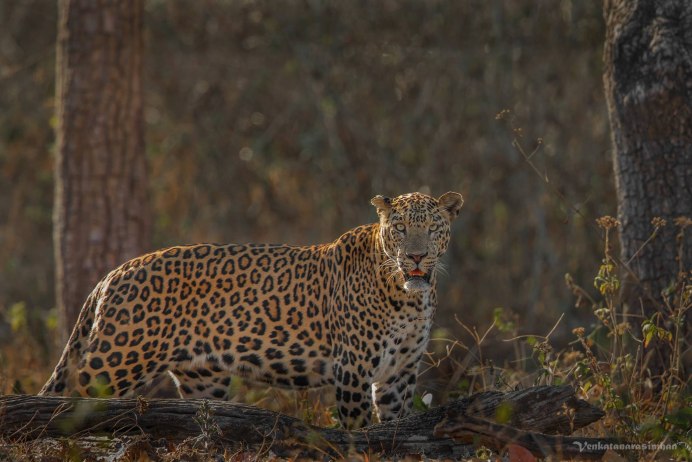 Леопард Panthera pardus