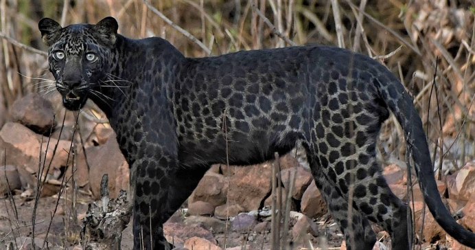 Индийский леопард (Panthera pardus Fusca)