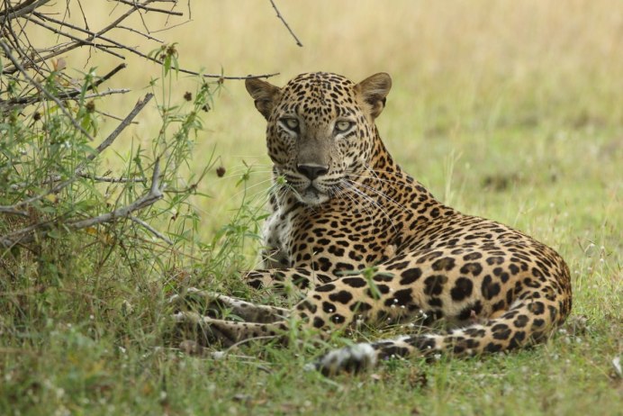 Wildlife леопард