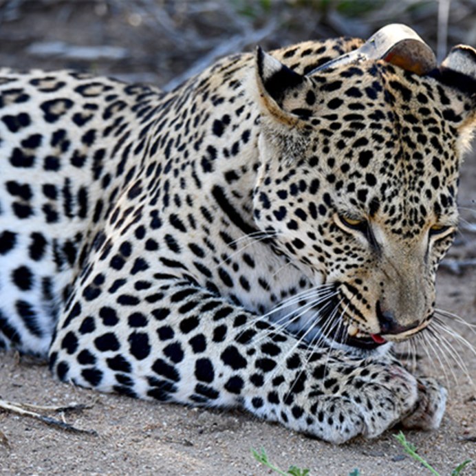Panthera pardus pardus
