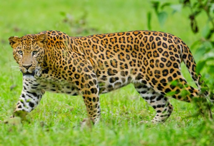 Leopard vs Jaguar