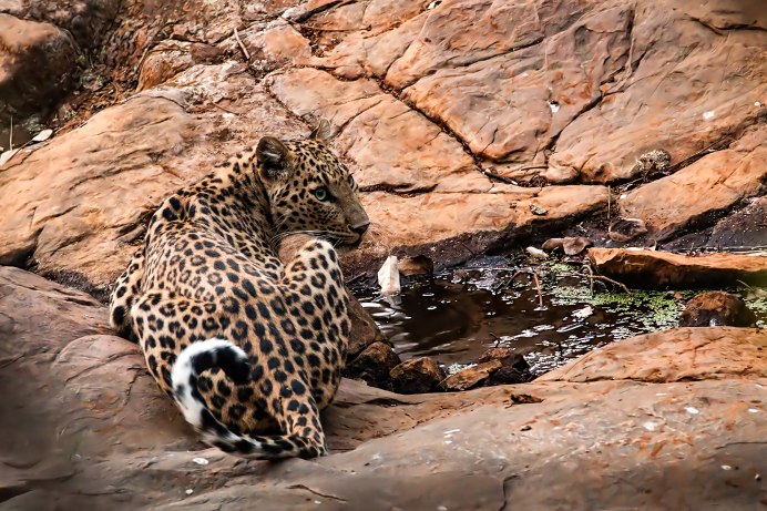 Индийский леопард (Panthera pardus Fusca)