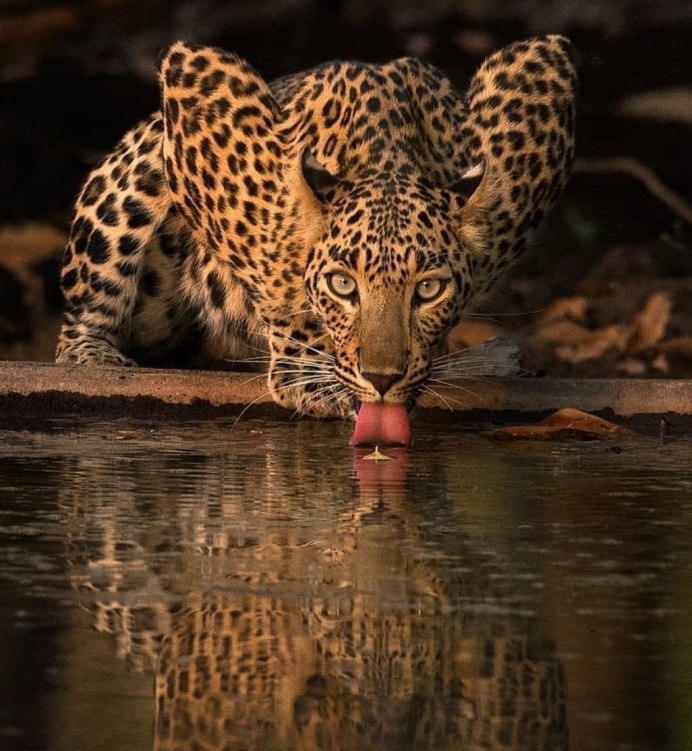 Индийский леопард (Panthera pardus Fusca)