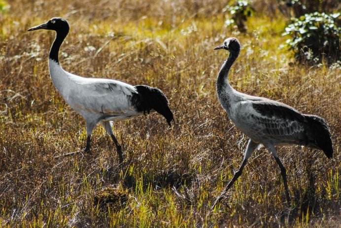 Шея журавля