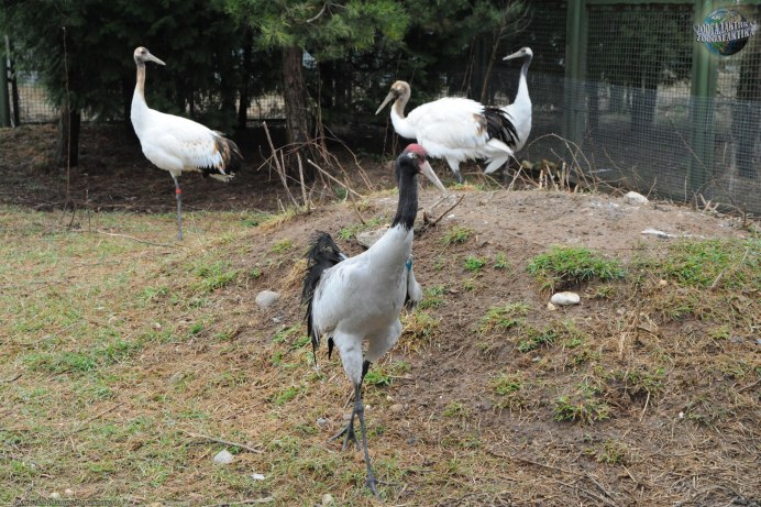 Черношейный журавль