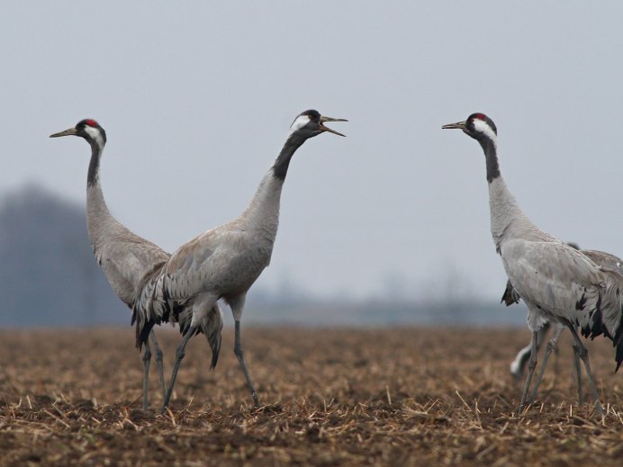 Grus nigricollis x-ray