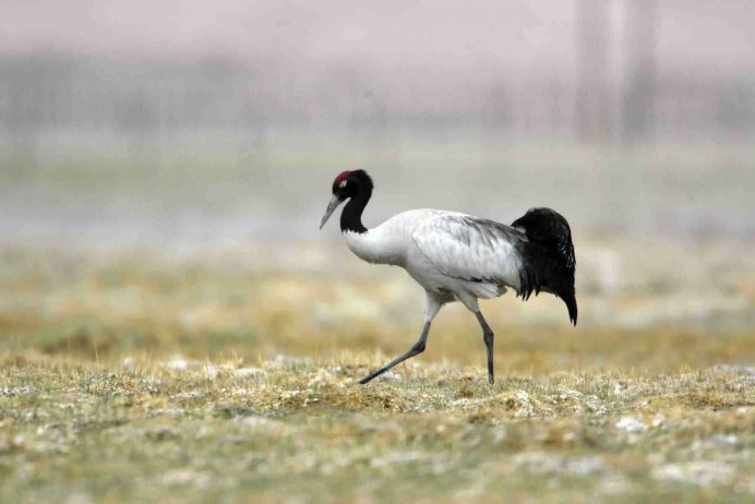 Черношейный журавль