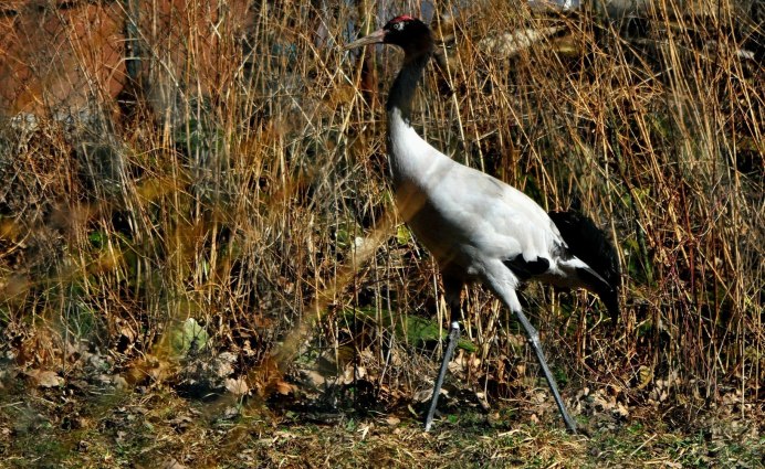 Журавль Черношейный (Grus nigricollis)