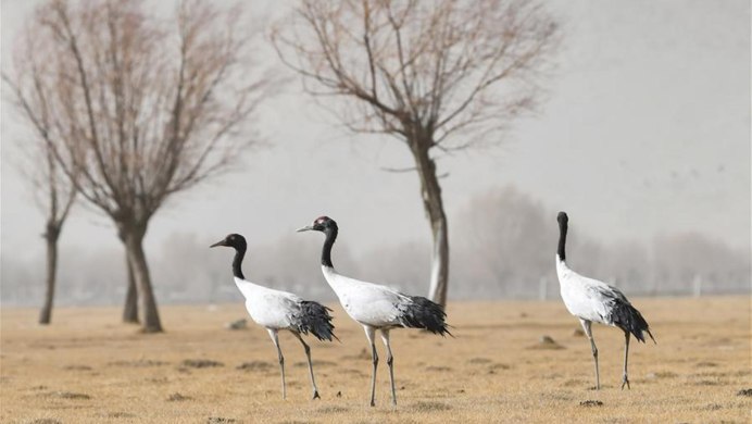 Черный журавль Джергинский заповедник