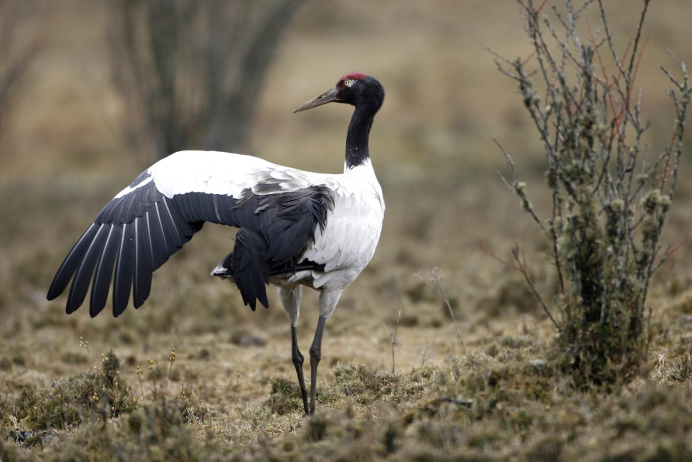 Журавль с фоном для Пойнт