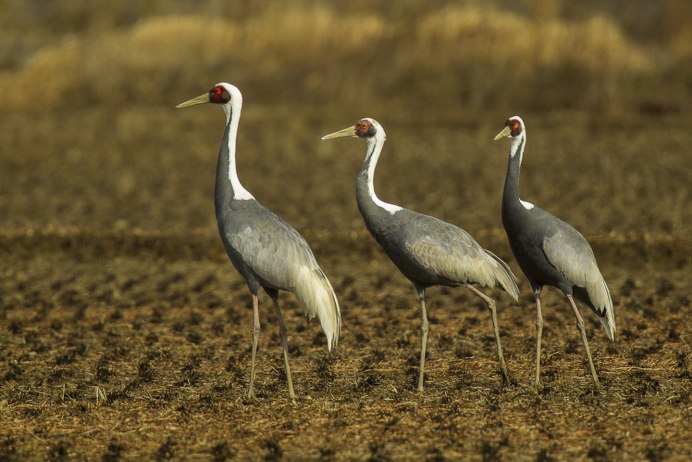 Черный венценосный журавль птица