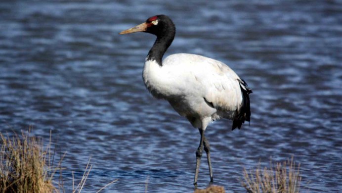 Черношейный журавль