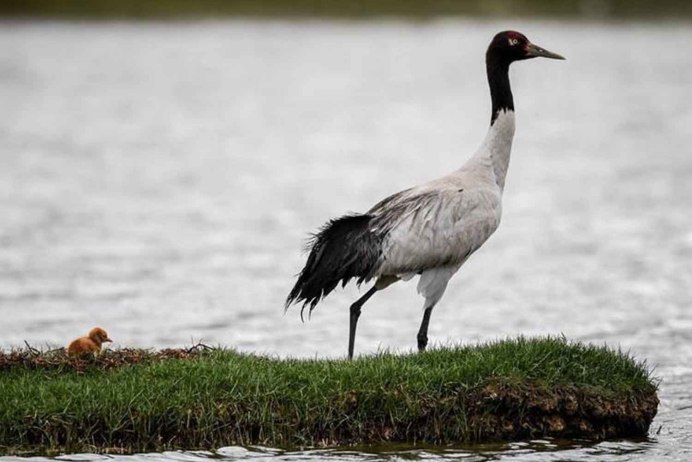 Черношейный журавль бутан