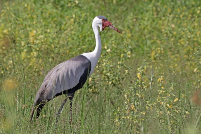 Журавль с черной головой