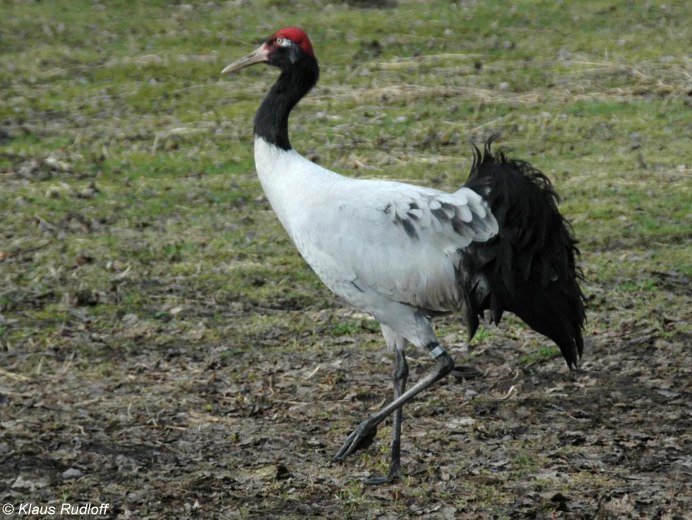 Черношейный журавль