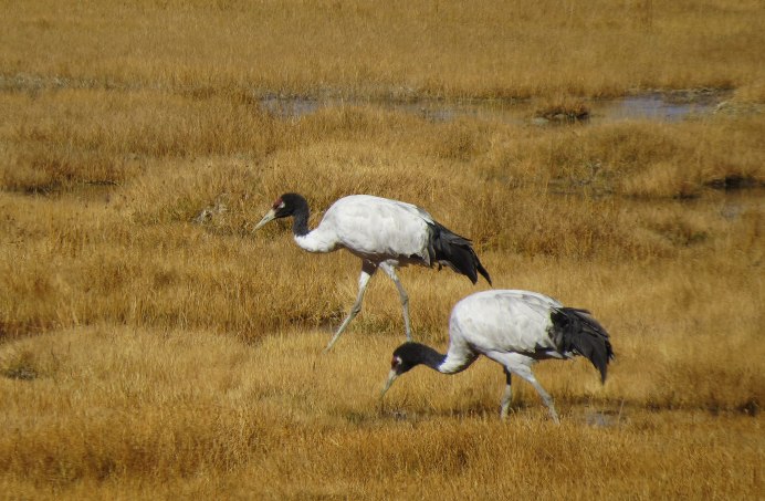 Азиатский ябиру