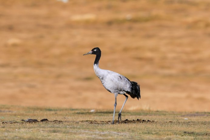 Jabiru (Black-necked Stork)