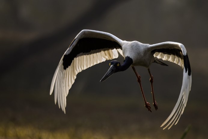 Черношейный журавль интересный факт