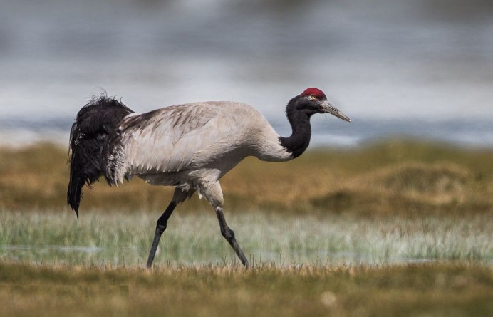 Ябира журавль