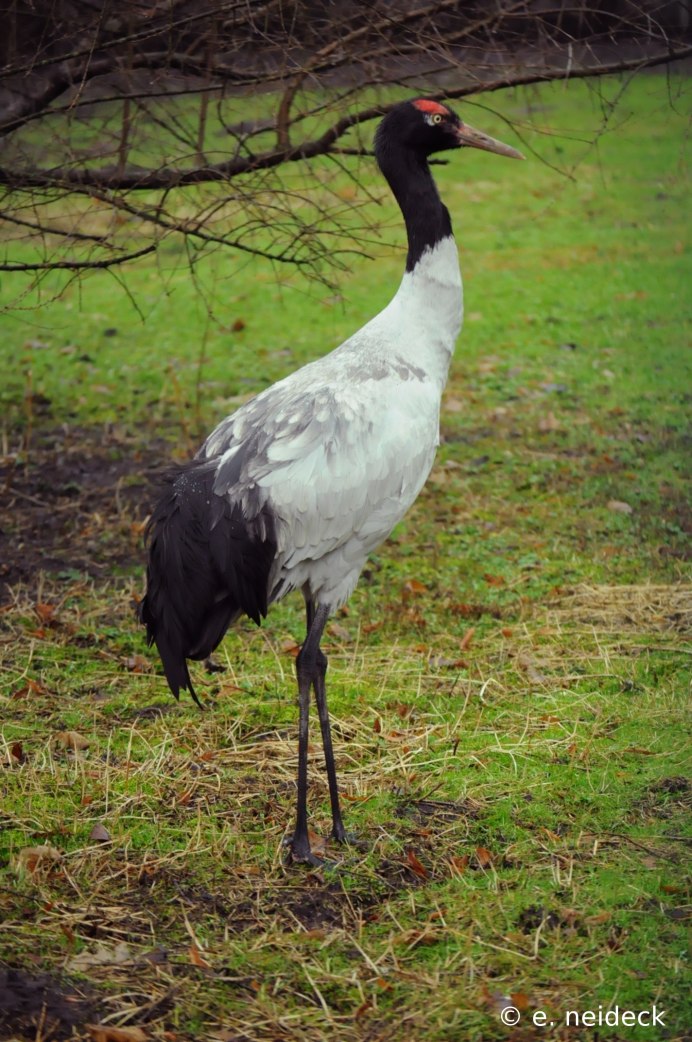Черношейный журавль в Китае