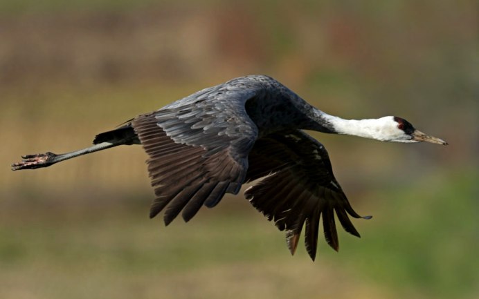 Черный журавль