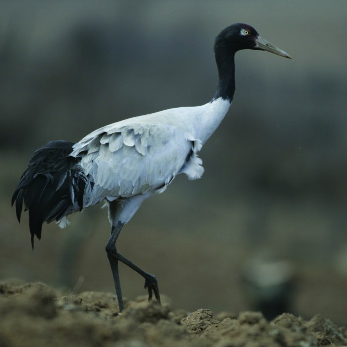 Черношейный журавль