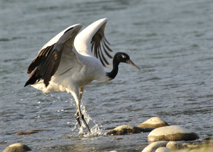 Даурский журавль красная