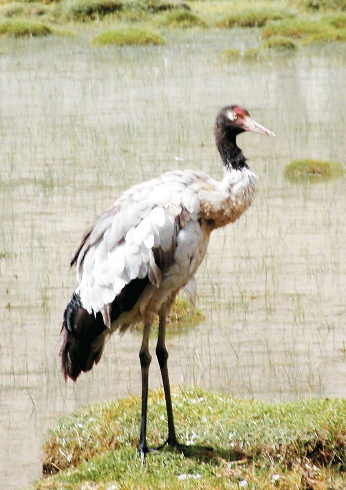 Красноголовый журавль